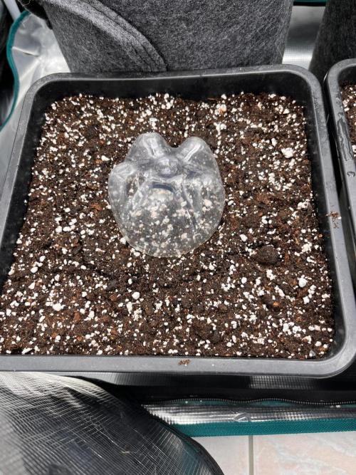 Gift Seeds. Week 0