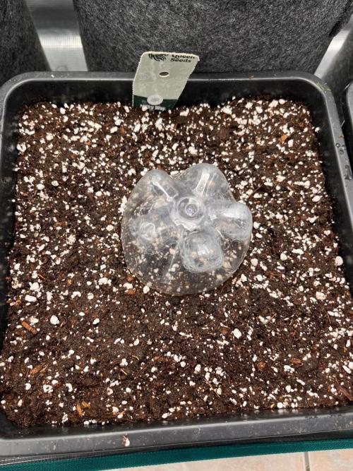 Gift Seeds. Week 0
