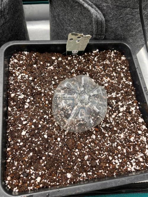 Gift Seeds. Week 0