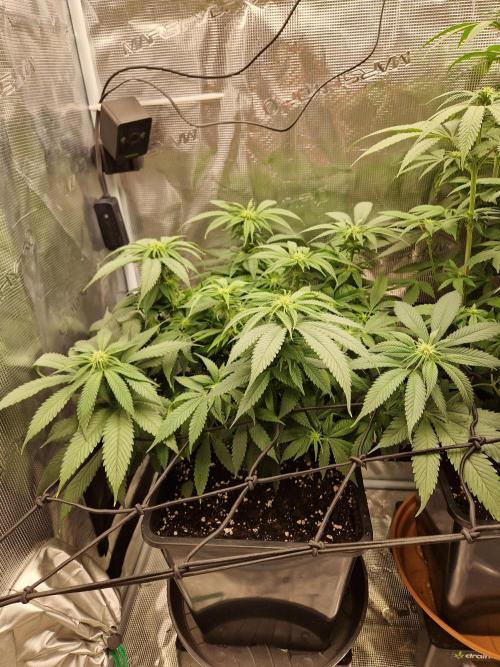 Apples Bananas n Peaches. Week 10