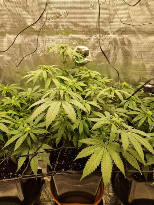 Apples Bananas n Peaches. Week 10