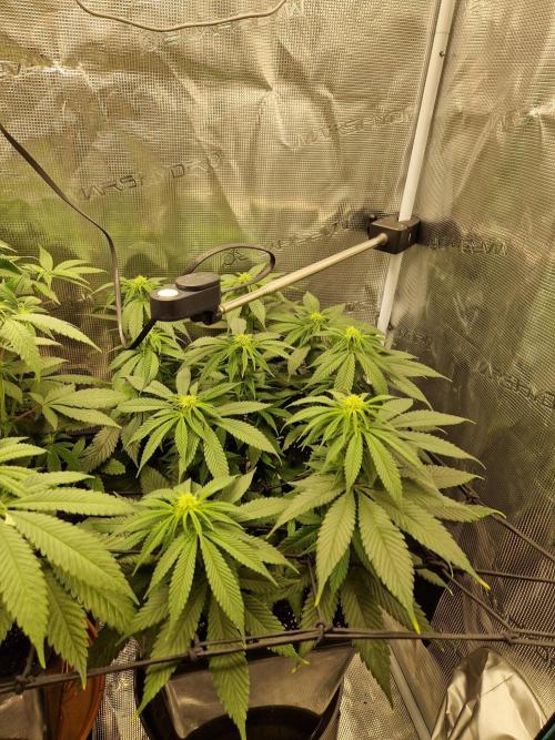 Apples Bananas n Peaches. Week 10