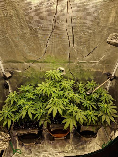 Apples Bananas n Peaches. Week 10