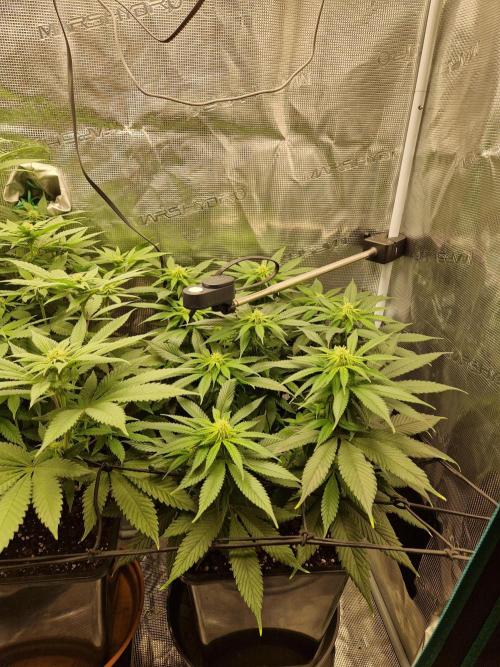 Apples Bananas n Peaches. Week 10