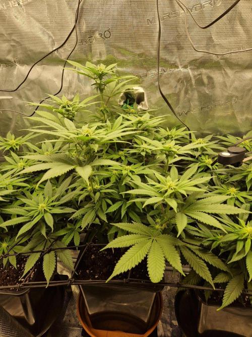 Apples Bananas n Peaches. Week 10