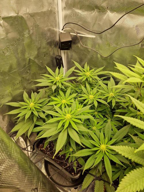 Apples Bananas n Peaches. Week 10