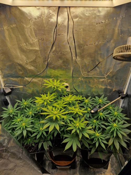 Apples Bananas n Peaches. Week 10
