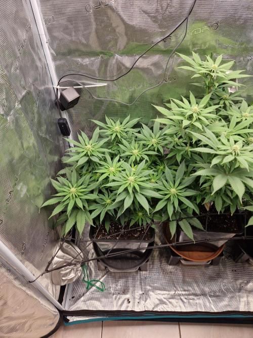 Apples Bananas n Peaches. Week 10