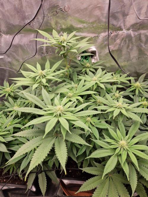 Apples Bananas n Peaches. Week 10