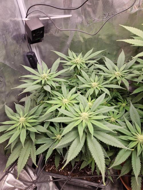 Apples Bananas n Peaches. Week 10