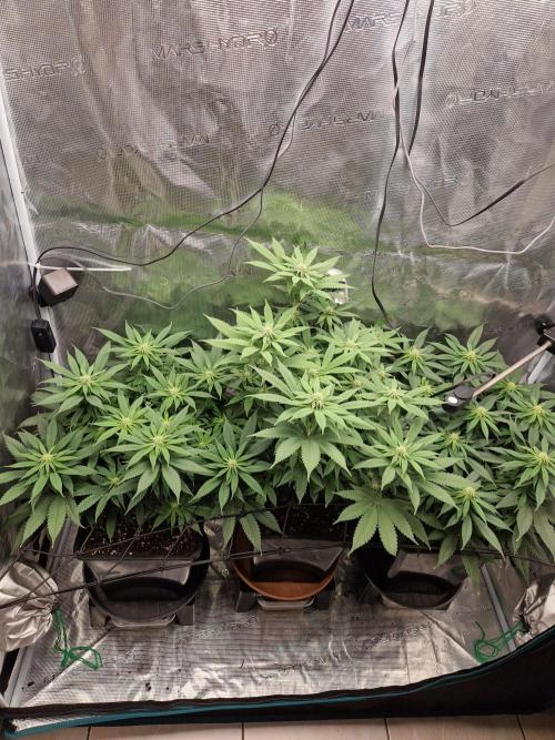 Apples Bananas n Peaches. Week 10