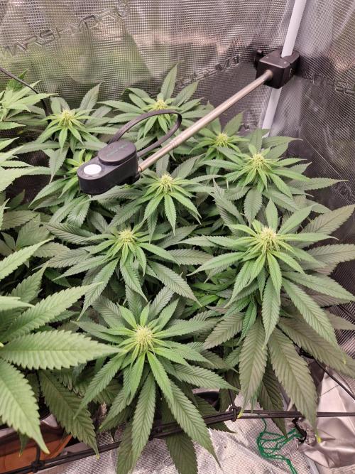 Apples Bananas n Peaches. Week 10