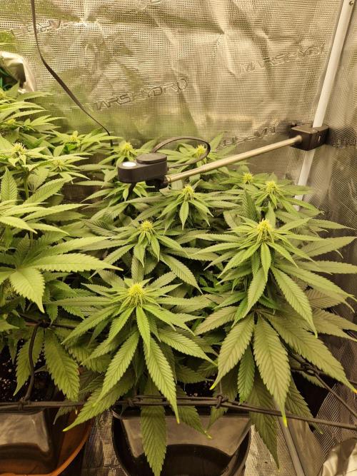Apples Bananas n Peaches. Week 10