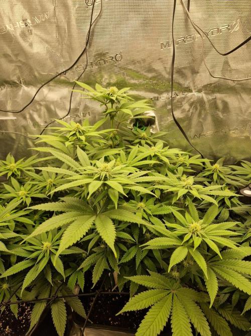Apples Bananas n Peaches. Week 10