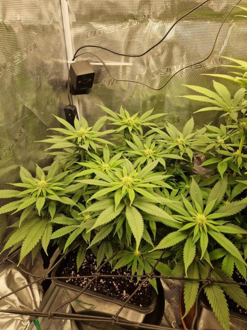 Apples Bananas n Peaches. Week 10