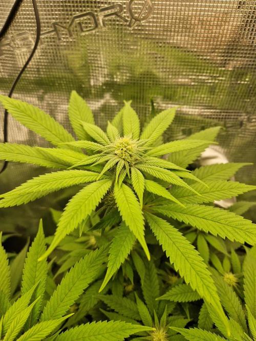 Apples Bananas n Peaches. Week 10