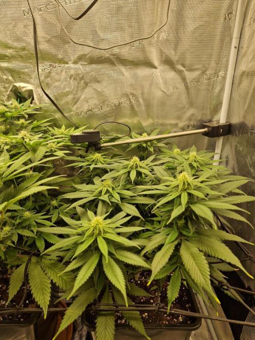 Apples Bananas n Peaches. Week 10