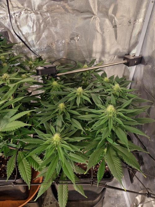 Apples Bananas n Peaches. Week 10