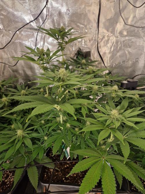 Apples Bananas n Peaches. Week 10