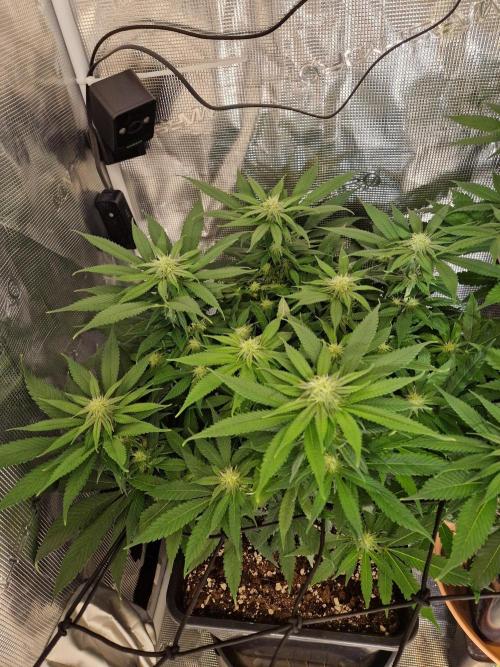 Apples Bananas n Peaches. Week 10