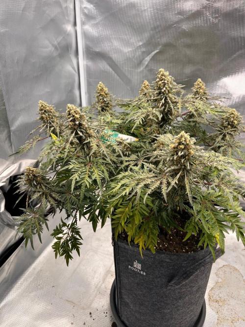 Freaky. Week 15