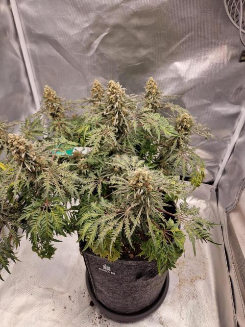 Freaky. Week 15