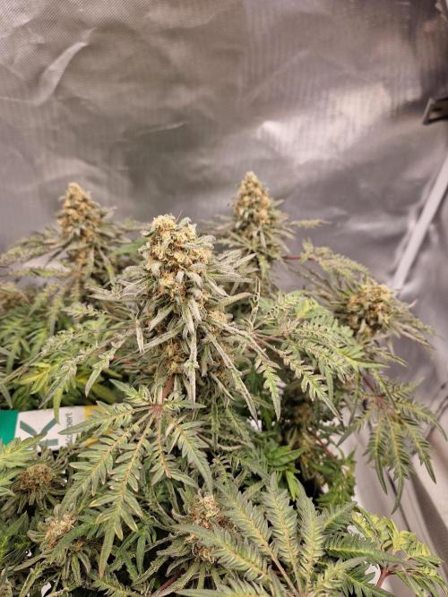 Freaky. Week 15