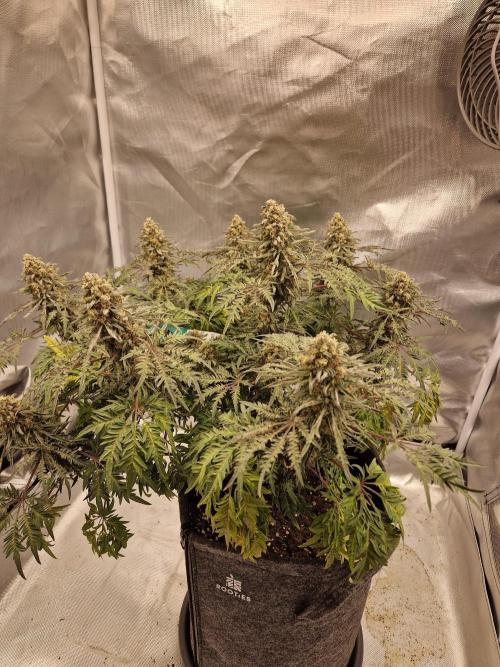 Freaky. Week 15