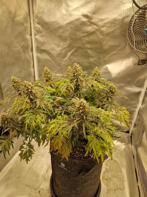 Freaky. Week 15