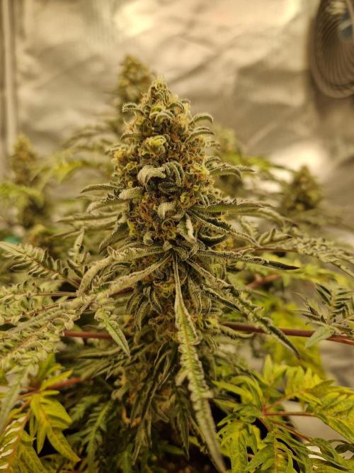 Freaky. Week 15