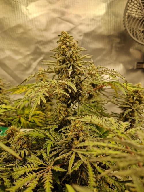 Freaky. Week 15
