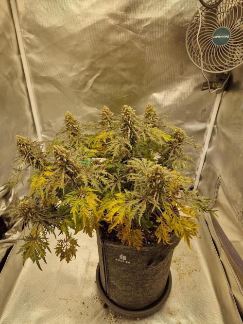 Freaky. Week 15