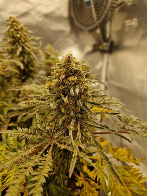 Freaky. Week 15