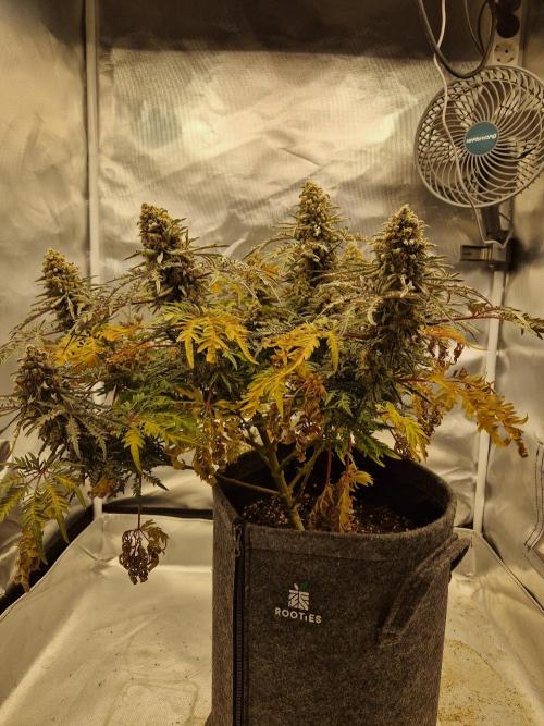 Freaky. Week 15