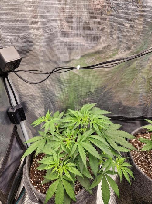 Auto Candy Bubatz XL. Week 4