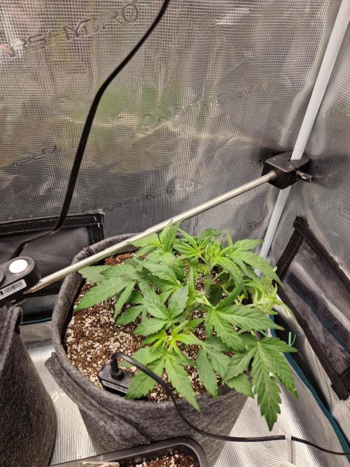 Auto Candy Bubatz XL. Week 4