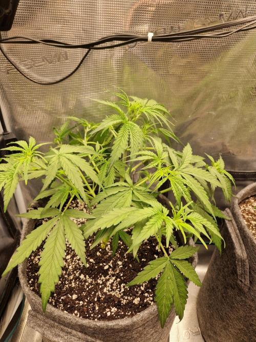 Auto Candy Bubatz XL. Week 4