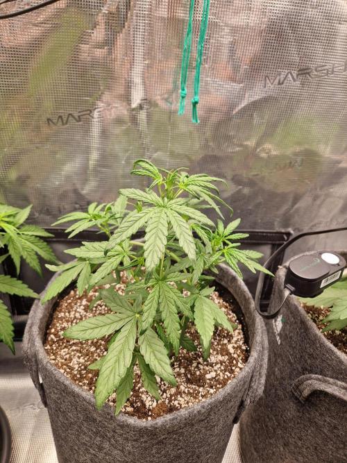 Auto Candy Bubatz XL. Week 4