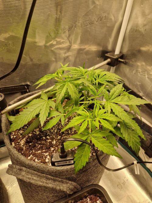 Auto Candy Bubatz XL. Week 4
