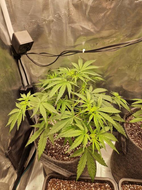 Auto Candy Bubatz XL. Week 4