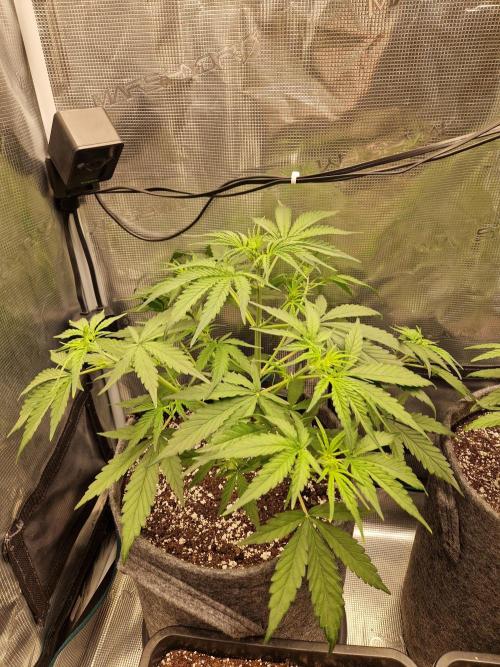 Auto Candy Bubatz XL. Week 4