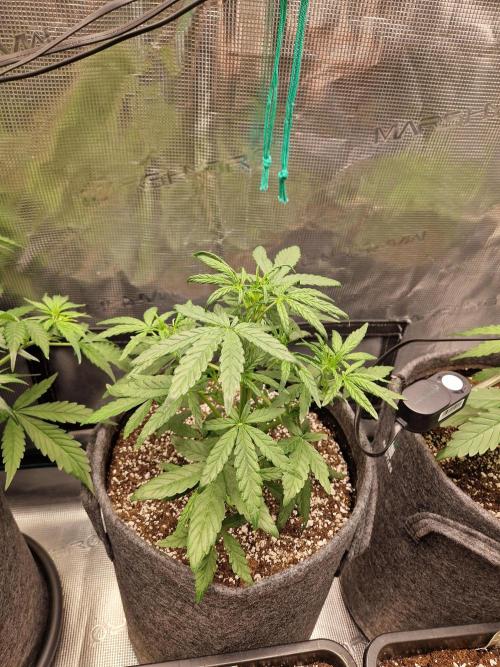 Auto Candy Bubatz XL. Week 4