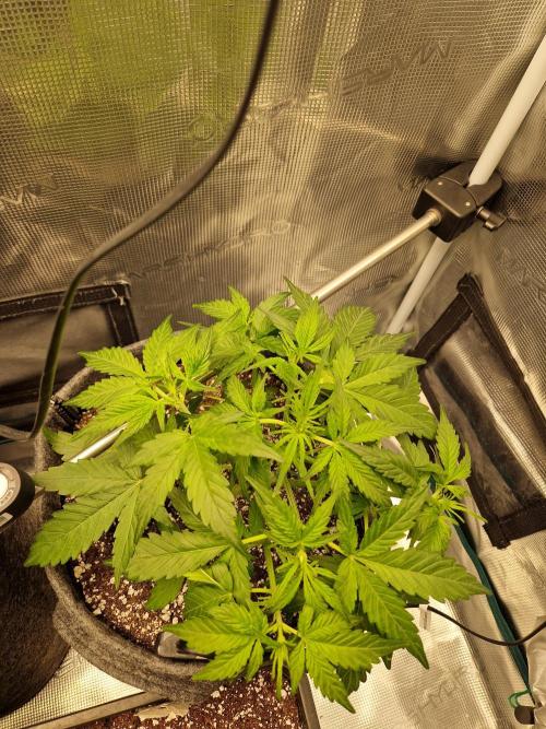 Auto Candy Bubatz XL. Week 4