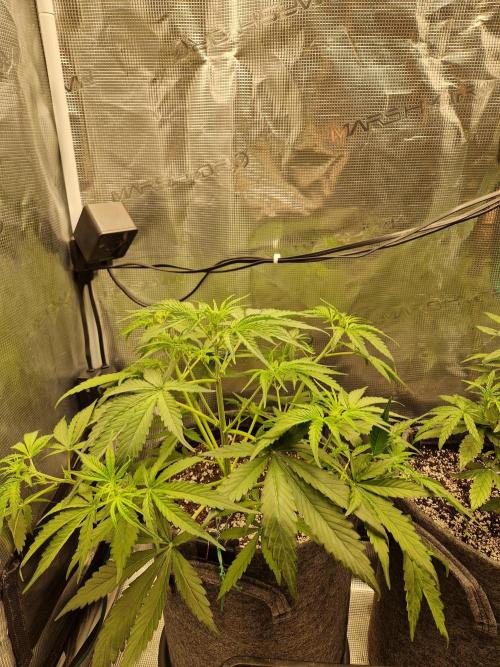 Auto Candy Bubatz XL. Week 4