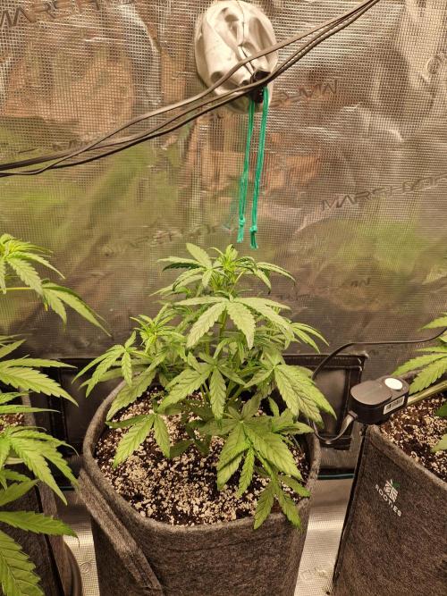 Auto Candy Bubatz XL. Week 4