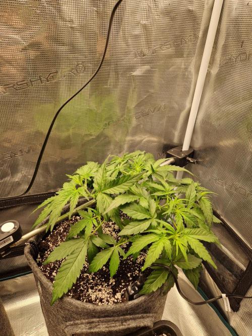 Auto Candy Bubatz XL. Week 4