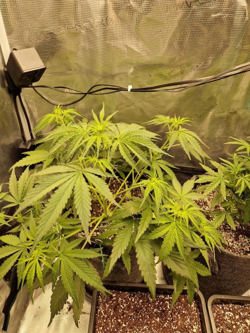 Auto Candy Bubatz XL. Week 4