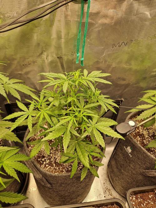 Auto Candy Bubatz XL. Week 4