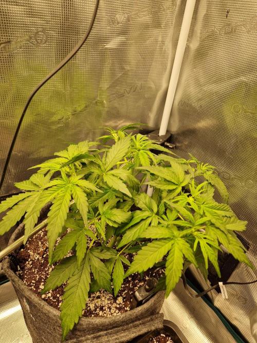 Auto Candy Bubatz XL. Week 4