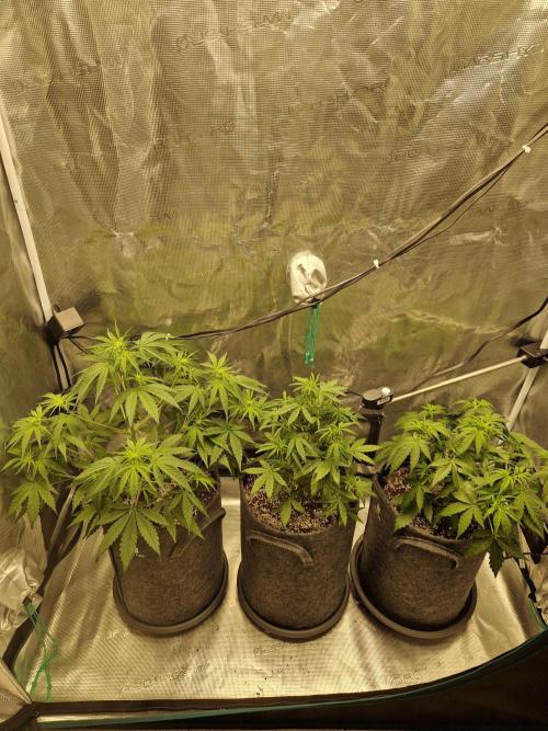 Auto Candy Bubatz XL. Week 4